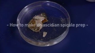 How to make an ascidian spicule prep [upl. by Margo]