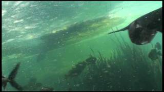 Huge Paddlefish Feeding [upl. by Adekam]