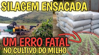 silagem em sacos plásticos um Erro fatal no cultivo de milho [upl. by Anitreb]