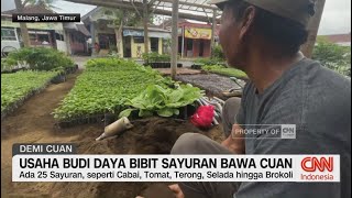 Usaha Budi Daya Bibit Sayuran Bawa Cuan [upl. by Mutua226]