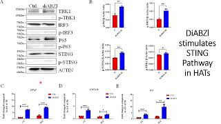 DiaBZl stimulates sting signaling pathways in High Affinity engineered T cells HATs Code 701 [upl. by Highams376]