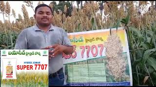 BIOSEED JOWAR 7707 [upl. by Whitcher]