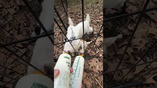 Baby Goats Get BaBa [upl. by Acired]