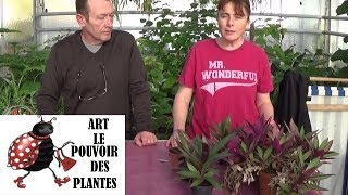 chaine tv de JardinageComment faire une Bouture de tradescantia Spathacea rhoeo Plante verte [upl. by Htaeh]