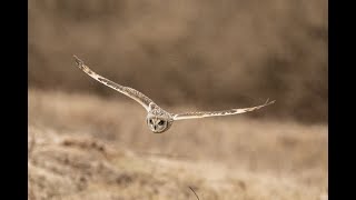 Short Eared Owl [upl. by Llehsyar]