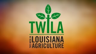 This Week in Louisiana Agriculture [upl. by Curry608]