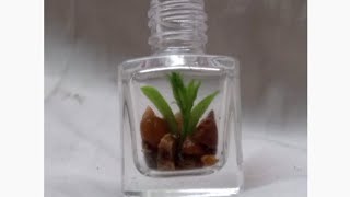 Tiny Terrarium  How to make terrarium  Creating a Ecosystem Terrarium Making in nail polish Jar [upl. by Hayidah]