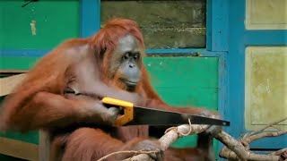 Incredible Orangutan Moments Part 1  Top 5s  BBC Earth [upl. by Zoller566]