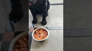 Pedigree Preparation for Labrador Dog in Home [upl. by Assennav811]