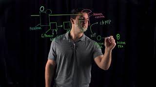 Cyclic AMP Mechanisms [upl. by Waldack]