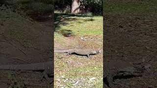 Australian monitor lizard Varanus species [upl. by Edvard]