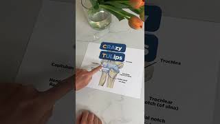 Memorization Trick for Elbow Joint Anatomy Crazy Tulips [upl. by Welcome]