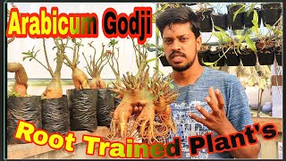 Arabicum Godji Root Trained compact Fat arabicum Adenium [upl. by Ecneret]