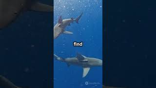 Bull Shark Adaptations Natures Perfect biology arcticanimal science bear mammal [upl. by Aiekan]