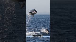 Fun Fact Friday Bottlenose Dolphins [upl. by Brenn]