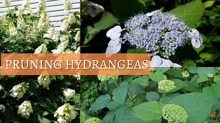 How and When to Prune Hydrangeas H quercifolia H arborescens  H Macrophylla [upl. by Ardis]