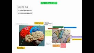 NEUROANATOMIA  LEZIONE 8 DI 20  AREE DELLA CORTECCIA CEREBRALE [upl. by Llerot]