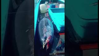 Monster Tuna Fishing In Panama  Tuna Sirip Biru [upl. by Danice]