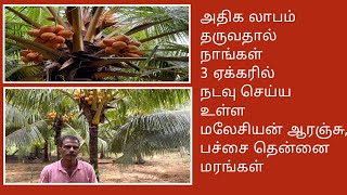 100அதிகலாபம் தருவதால் JK Nursery 3 ஏக்கரில் நடவு செய்ய உள்ள மலேசியன் ஆரஞ்சு தென்னை மரங்கள் [upl. by Ermentrude]