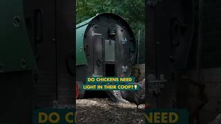 Do chickens need light in their coop shorts chickencoop chickencoop homestead [upl. by Mercier]