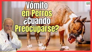 🔴 VÓMITOS EN PERROS ¿CUANDO PREOCUPARSE 🔴 [upl. by Elinore]