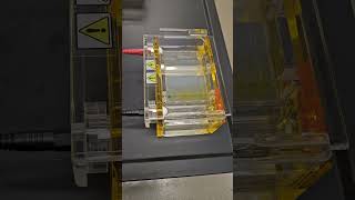 Gel Electrophoresis Experiment [upl. by Freedman]