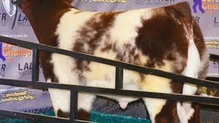 PB Shorthorn quotRed White amp Roanquot At Missouri AGR [upl. by Esch333]