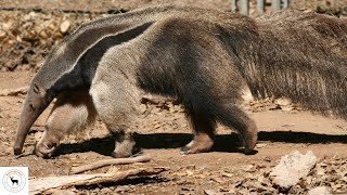 The Fascinating World of Giant Anteaters [upl. by Valina]