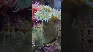 Twitching Anemones yt seacreatures shorts [upl. by Pokorny435]