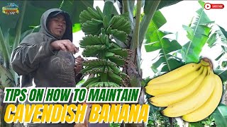 TIPS ON HOW TO MAINTAIN CAVENDISH BANANA PLANT  PART 1 [upl. by Paine]