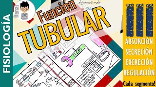 FUNCION TUBULAR RENAL Modificacion Tubular de la Orina Diureticos Completo FISIOLOGÍA RENALP3 [upl. by Hanforrd]