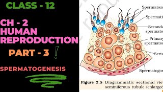 Ncert Biology  Class  12  Ch  2  Human Reproduction  Part  3 [upl. by Atterahs]