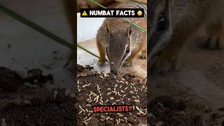 INCREDIBLE FACT about NUMBATS ⚠️😳 shorts [upl. by Alleuqahs225]