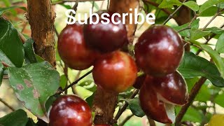 മര മുന്തിരി 🍇🍇🍇 Jaboticaba Varieties [upl. by Euqinoj200]