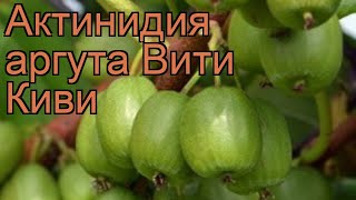 Актинидия аргута Вити Киви actinidia arguta 🌿 обзор как сажать саженцы актинидии Вити Киви [upl. by Carmon150]