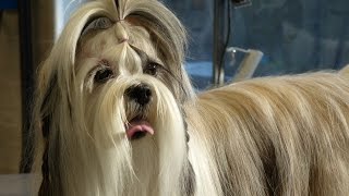 Toilettage  Lhassa Apso [upl. by Severen]