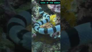 Meet the YellowLipped Sea Krait Oceans Striped Enigma [upl. by Brent]