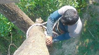 Climbing up the tree and cut branches with safety [upl. by Coral]