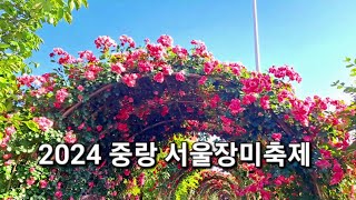 🌺 서울  서울장미축제  중랑서울장미축제  5월 축제  당일치기 국내여행  Day domestic trip [upl. by Nnyllatsyrc]