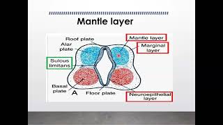 NEURULATION AND SPINAL CORD DEVELOPMENT Part 2 Embryology series by Prof Kimani [upl. by Sabir]