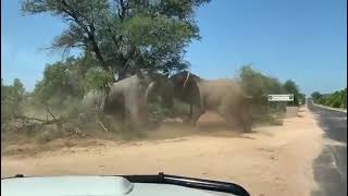 Two Elephant Bulls fights In Africa [upl. by Ingaborg]