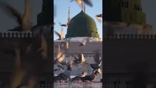 Madina today hajj2024 madina umrah shorts makkah live madina live naat naatsharif new naat sharif [upl. by Attennod175]