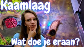 KAAMLAAG Wat is het en hoe kom je ERAF Nickey [upl. by Rogerg]