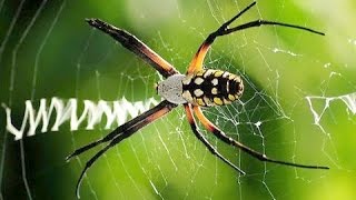 Argiope aurantia quotWriting Spiderquot builds web [upl. by Lissak911]