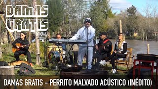 DAMAS GRATIS  PERRITO MALVADO ACÚSTICO INÉDITO [upl. by Calvo575]