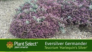 EVERSILVER Creeping Germander YearRound Beauty [upl. by Haeckel]