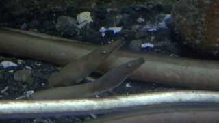 ダイナンウミヘビ（大灘海蛇） longbill snake eel  offshore snake [upl. by Antonio]