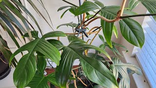 Propagating Philodendron Squamiferum [upl. by Accalia]