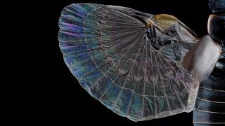 earwig wings [upl. by Stein257]