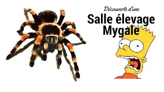 Pièce élevage Mygale à découvrir [upl. by Nocaj]